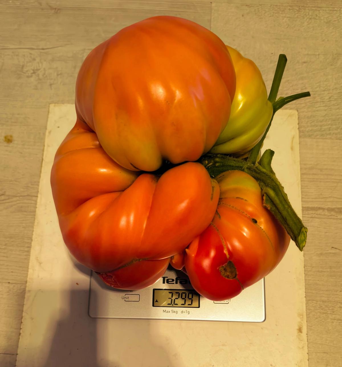 Tomate 7.19 Akatsuka 2025