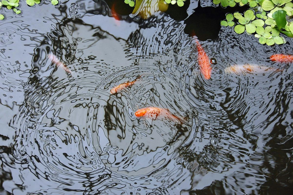 Koi swimming beneath rippling water and floating plants