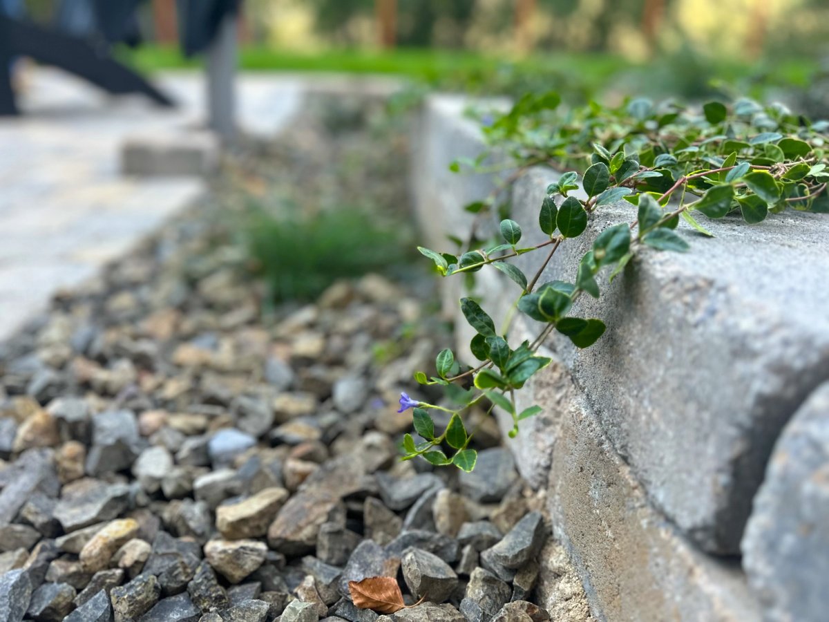 native plants
