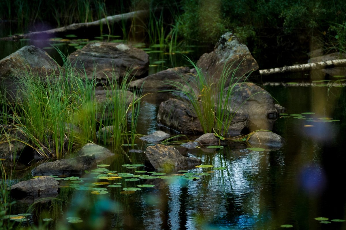 pond