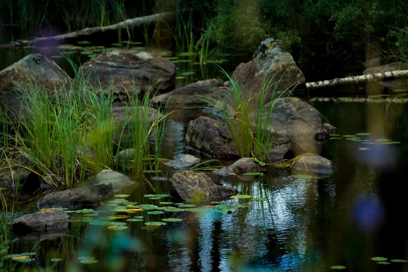 Pond edge with boulders, rushes and water lilies