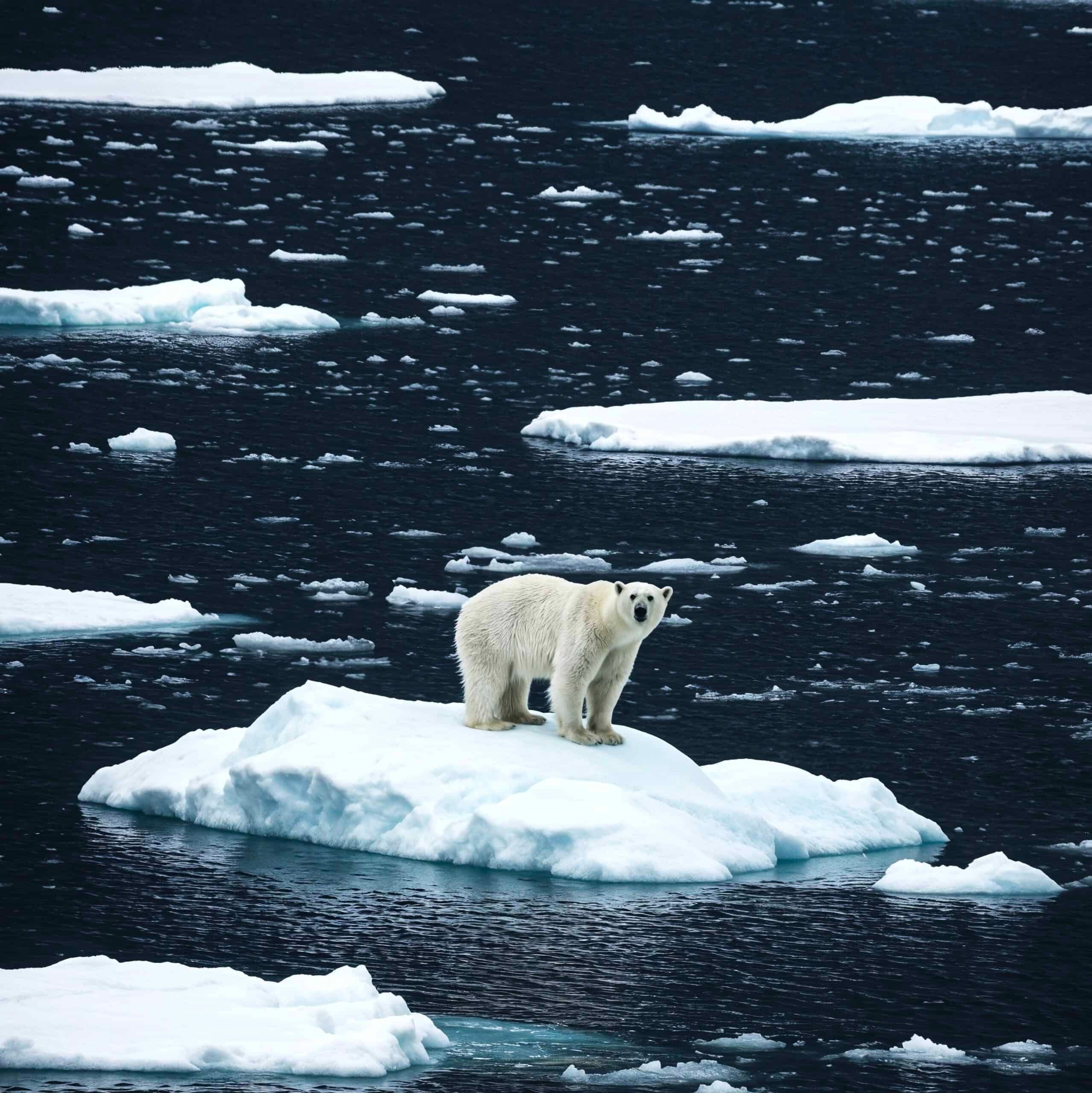 NH #777:  Arctic Ice Melt &amp; Nuclear Radiation Dangers: UK Marine Biologist Tim Deere-Jones