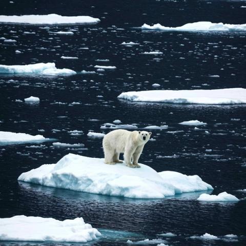NH #777:  Arctic Ice Melt &amp; Nuclear Radiation Dangers: UK Marine Biologist Tim Deere-Jones