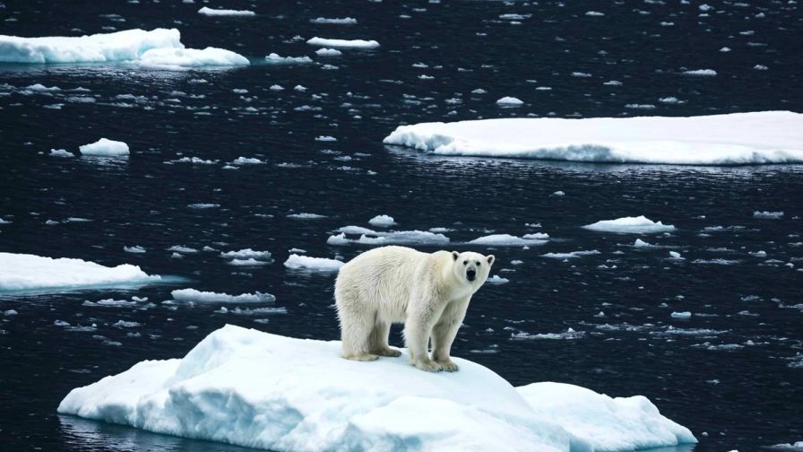 NH #777: Arctic Ice Melt & Nuclear Radiation Dangers: UK Marine Biologist Tim Deere-Jones