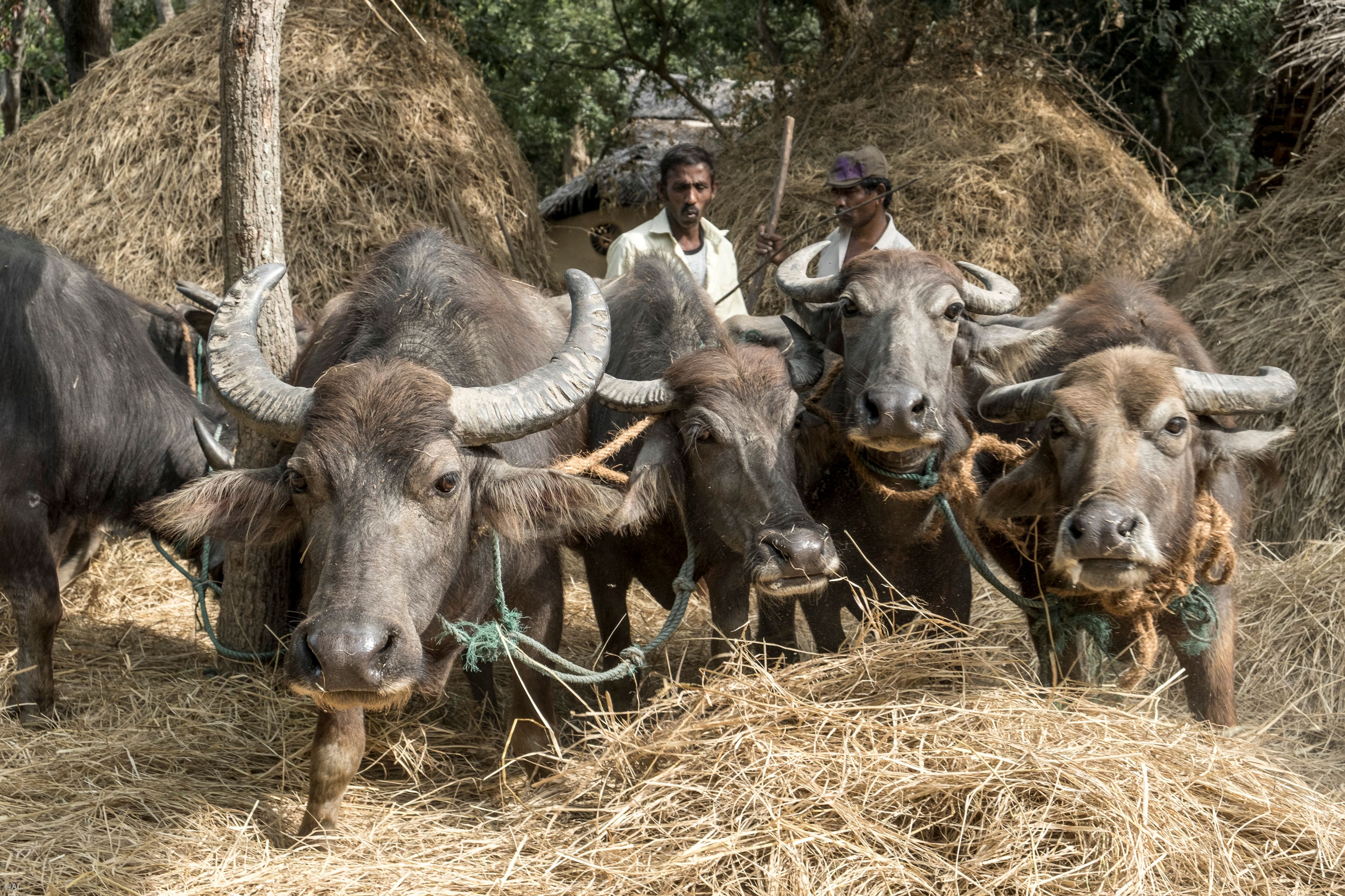 Buffalo threshing the heritage rice at Ulpotha yoga retreat