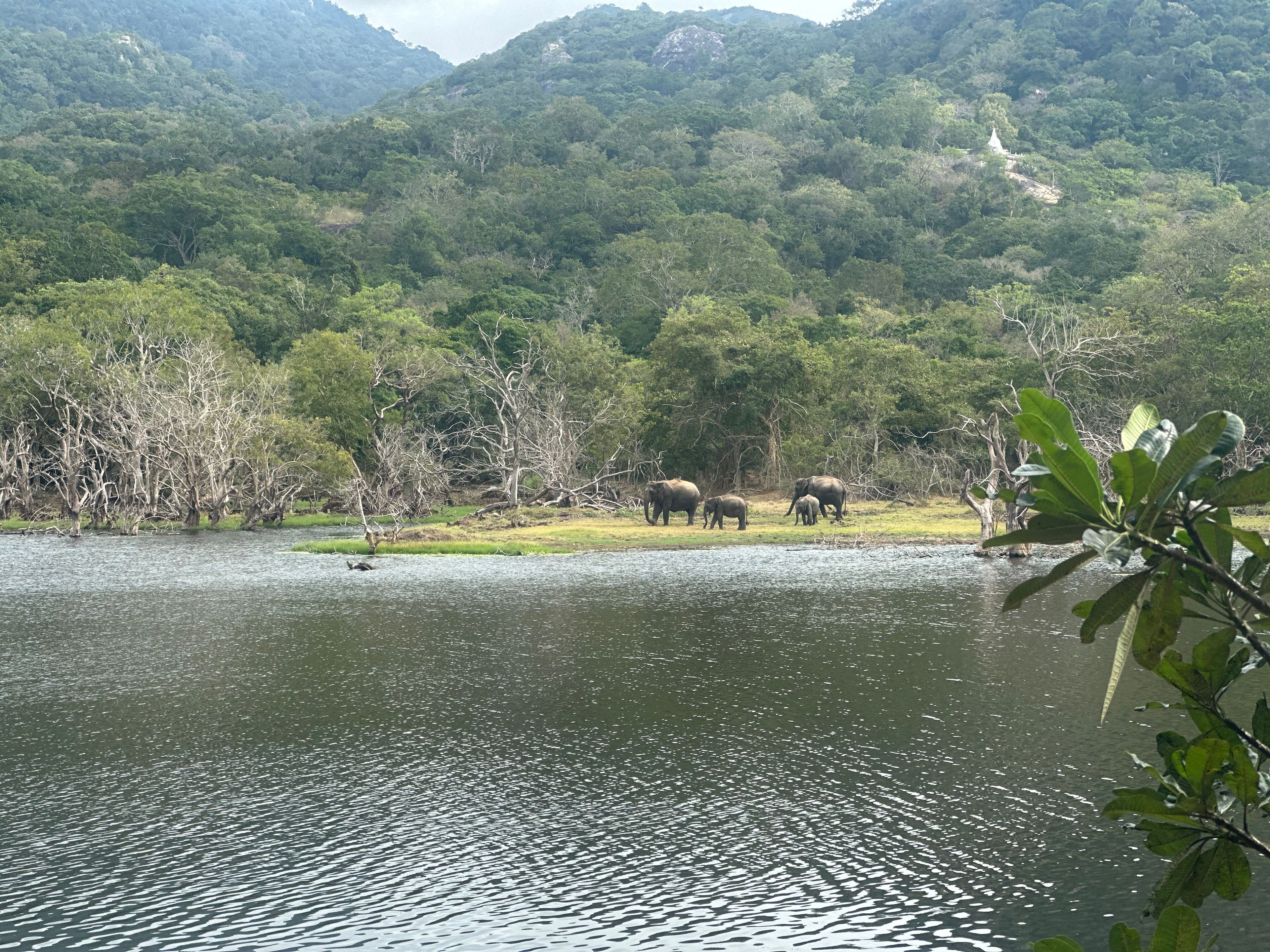 Elephants at Ulpotha