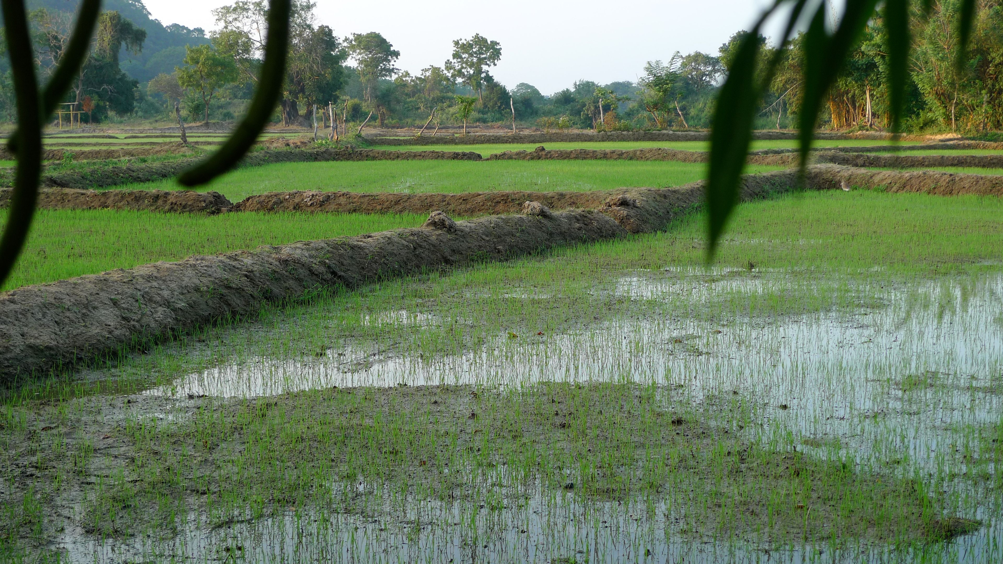 Heritage rice growing in Ulpotha yoga retreat