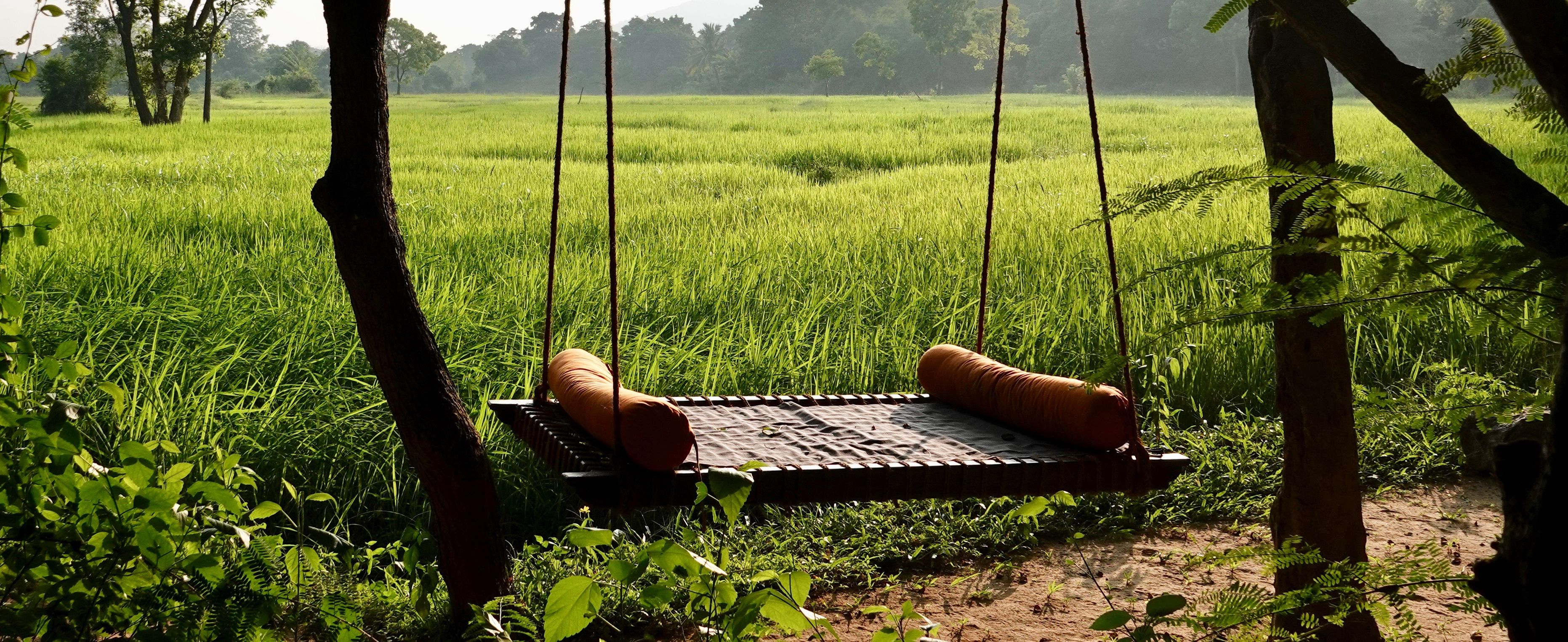 The paddy fields at Ulpotha