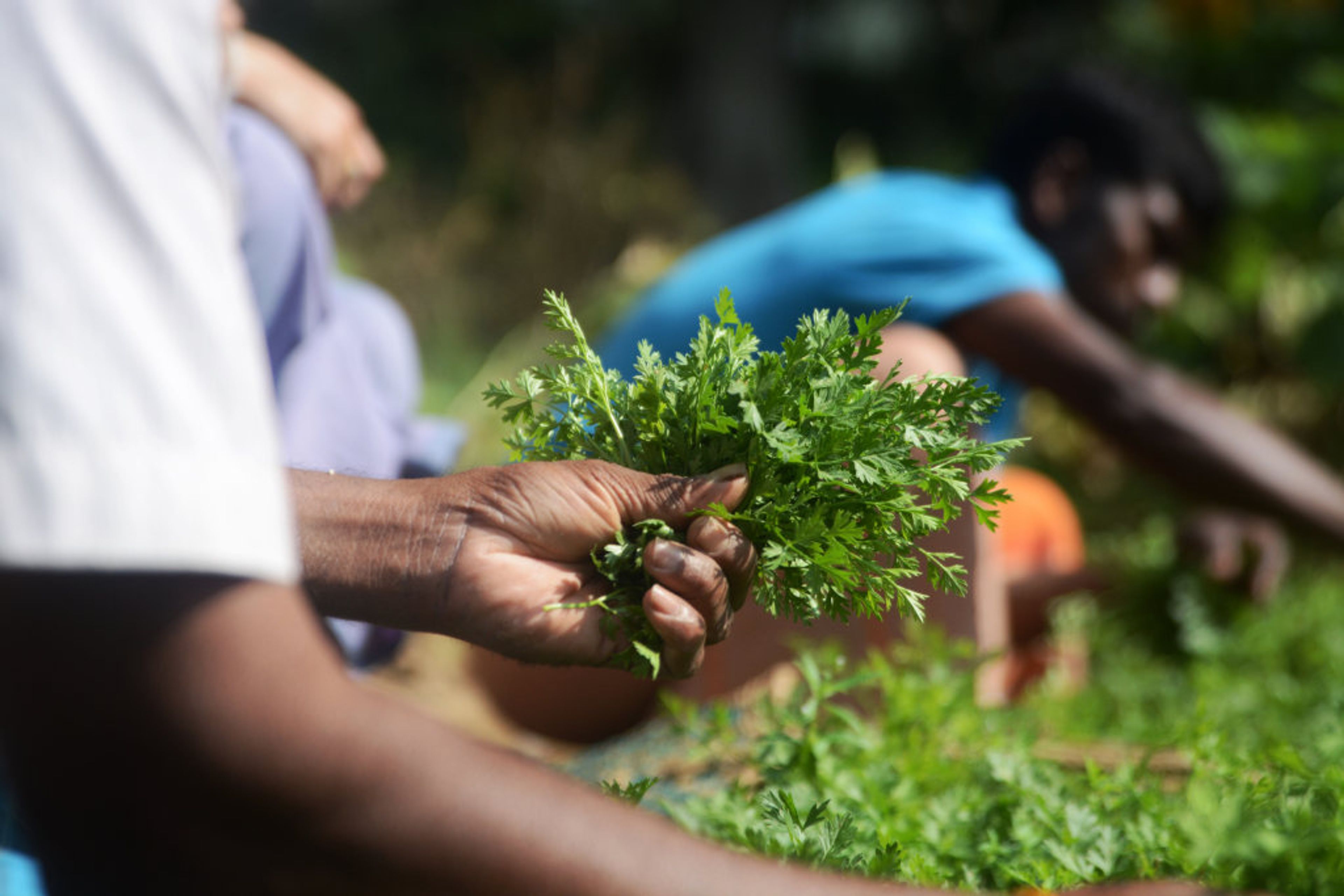 Ulpotha yoga retreat kitchen garden