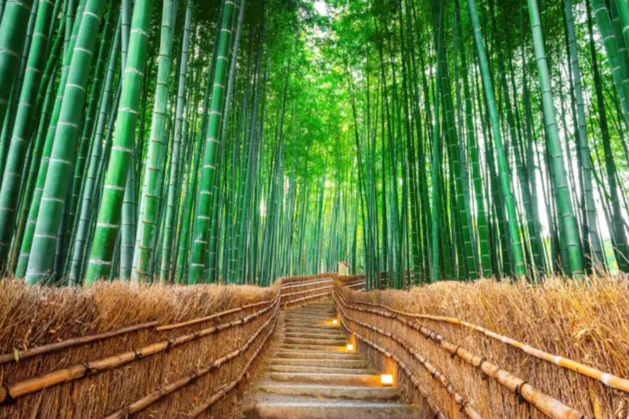 Path through Arashiyama Bamboo Grove with a stone stairway and wooden fence