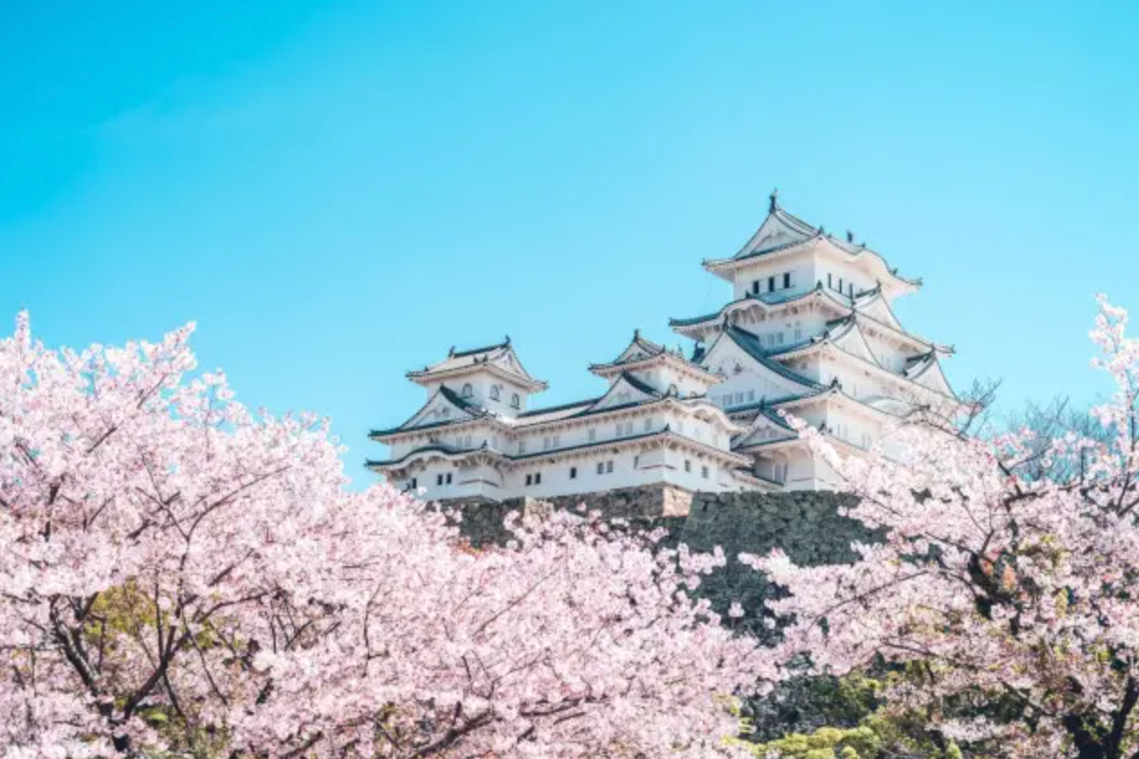 The iconic white Himeji Castle framed by blooming pink cherry blossoms