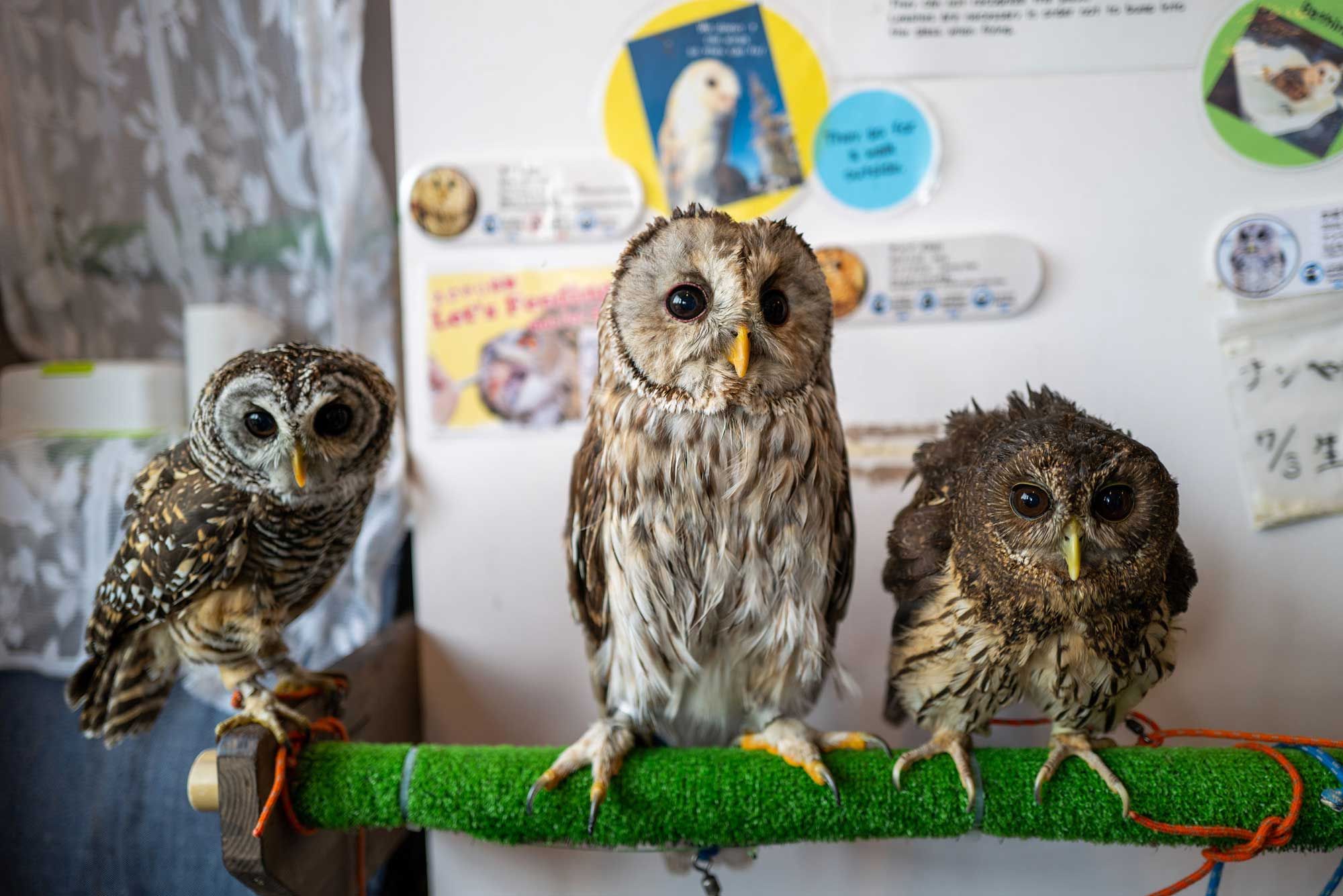 4 MUST VISIT OWL CAFES IN OSAKA FOR ANIMAL LOVERS