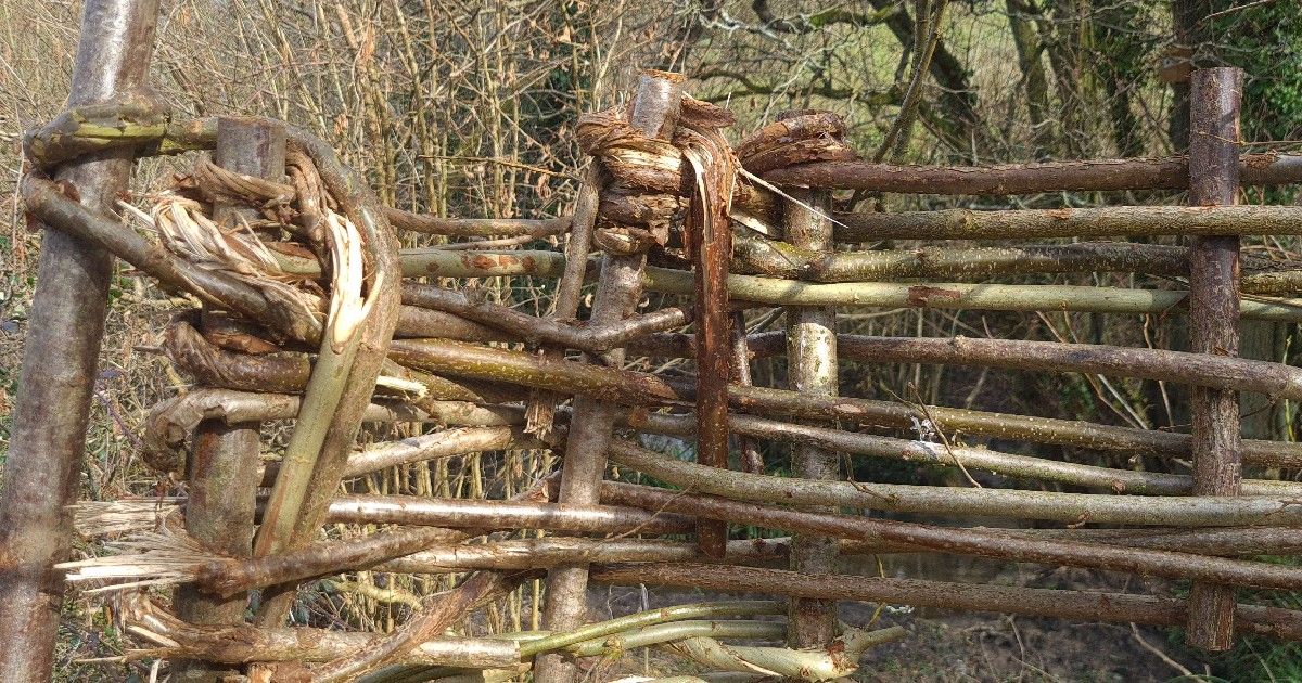 Photo of twisted (Withied) hazel 