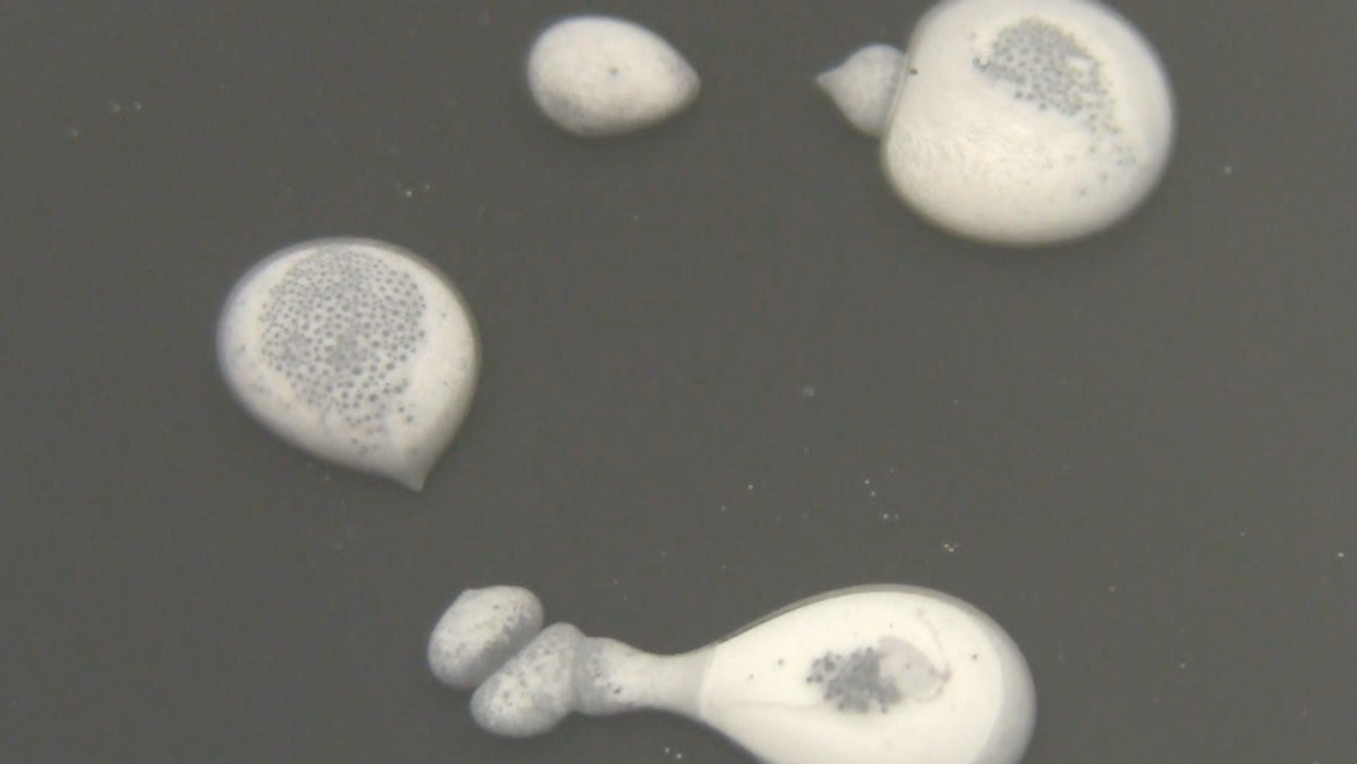 Blob Motility II - COLONY