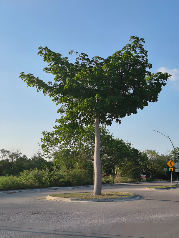 Image Example