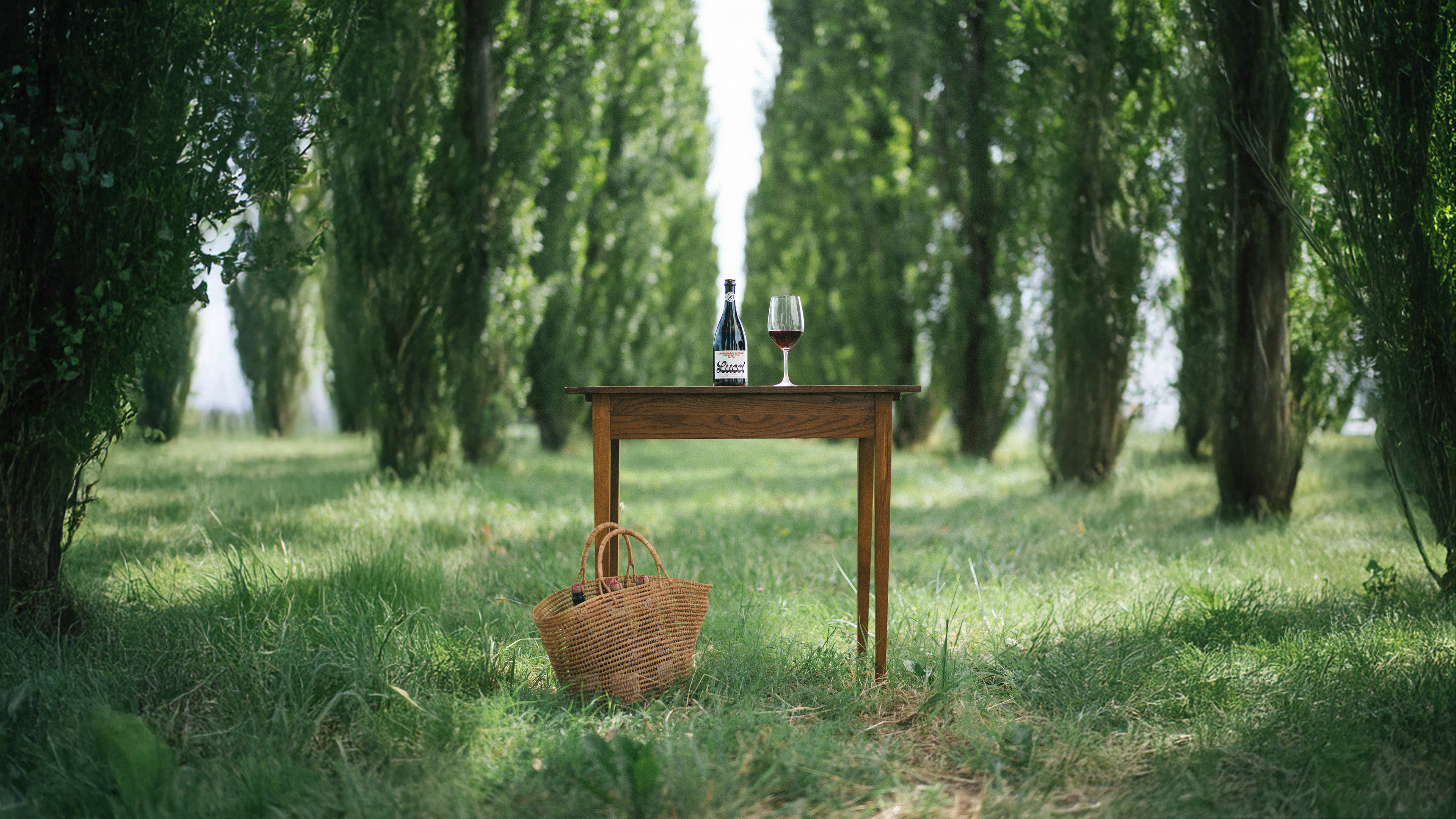 Misty vineyard - A decorative image from Usal Project