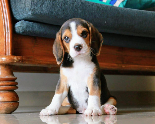 All Different Types of Beagles (With Pictures)