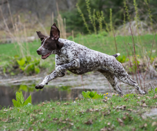 14-dog-breeds-with-spots-on-their-skin