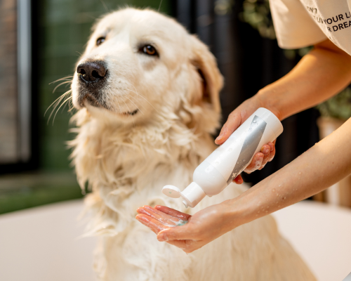 can-i-use-head-and-shoulders-shampoo-on-my-dog