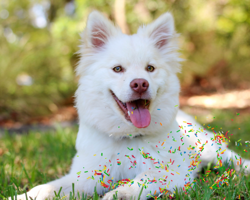 are sprinkles safe for dogs