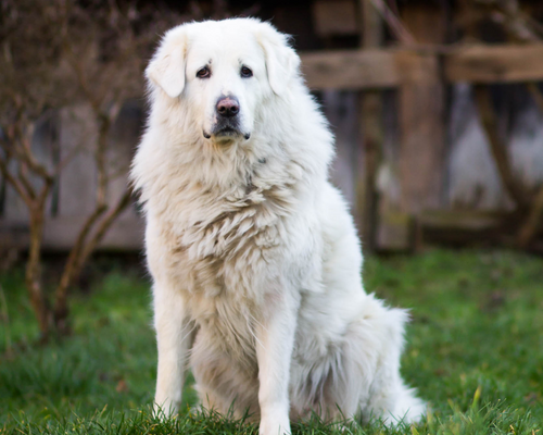 12 Dogs That Look Just Like Polar Bears