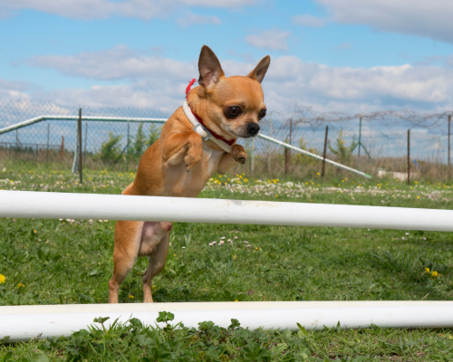why does my chihuahua jump so high?