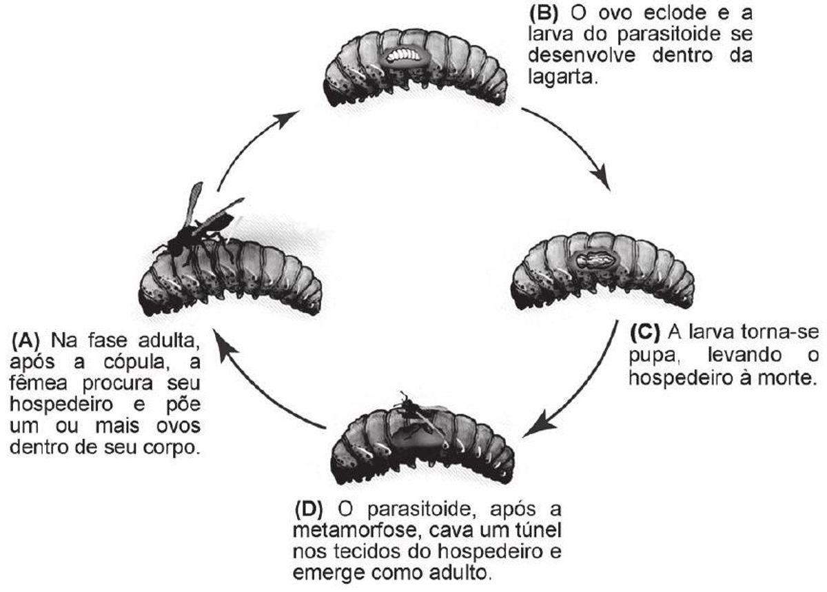 Questão 81 - ENEM 2014 - Ecologia