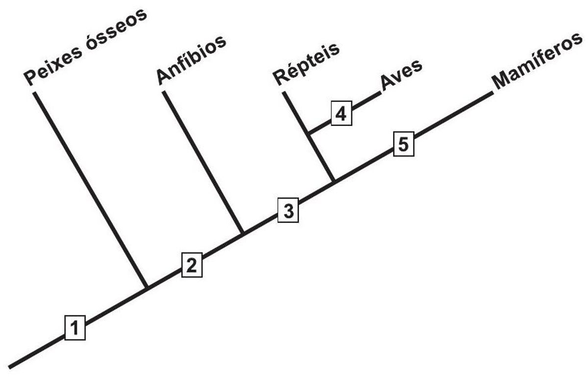 Questão 48 - ENEM 2015 - Evolucionismo
