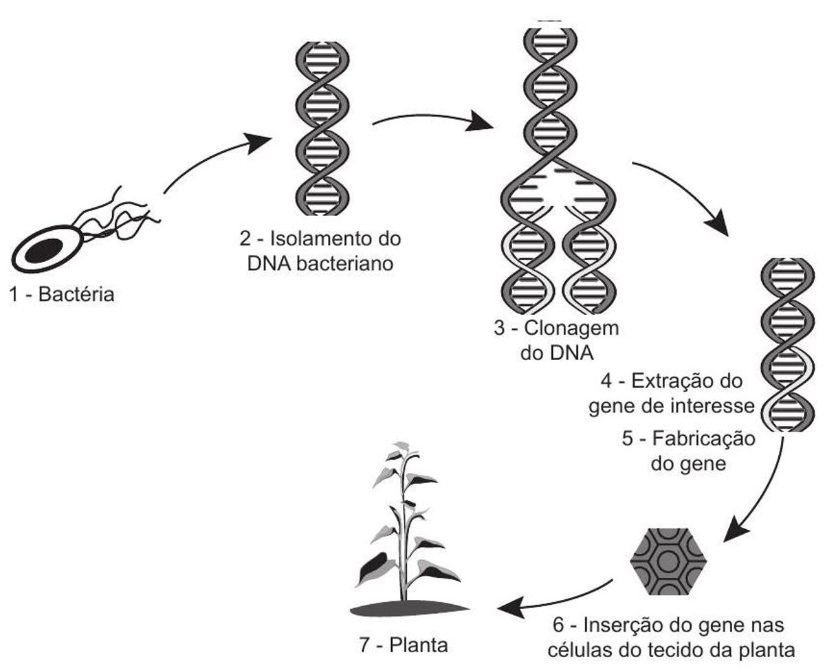 Questão 69 - ENEM 2014 - Biotecnologia