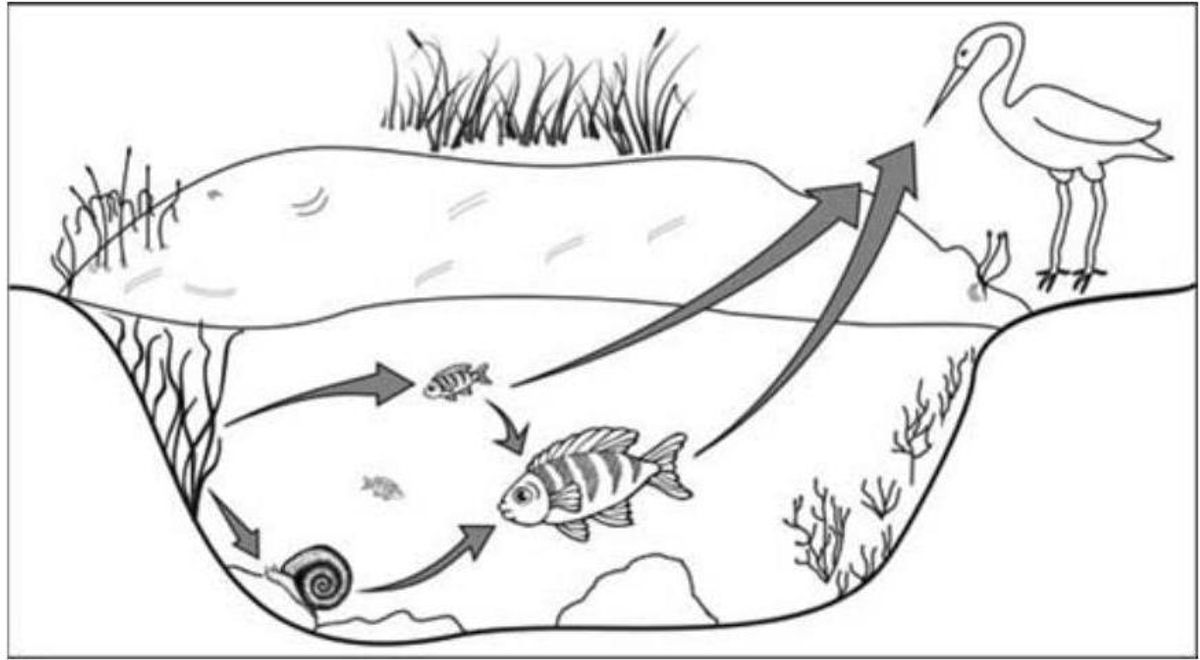 Questão 63 - ENEM 2010 - Ecologia