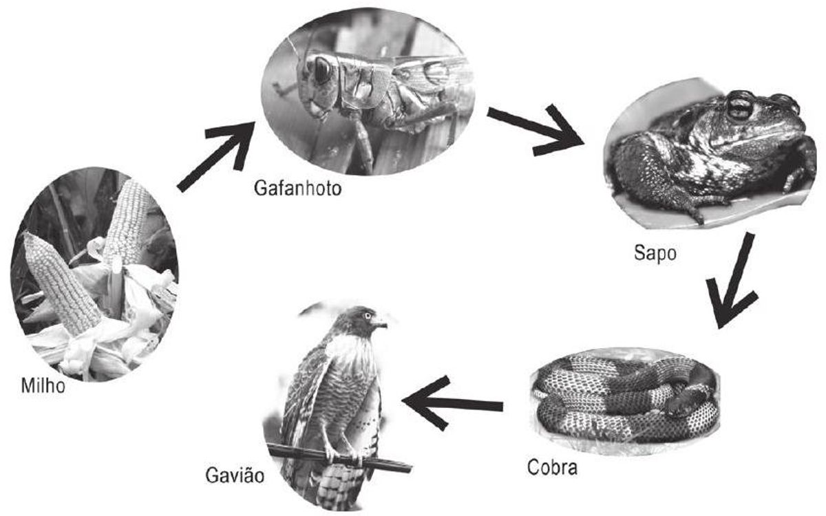 Questão 54 - ENEM 2012 - Ecologia