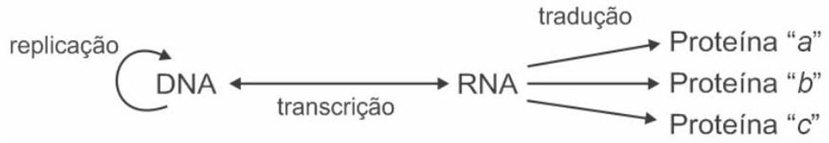 Questão 16 - ENEM 2009 - Bioquímica e metabolismo de controle