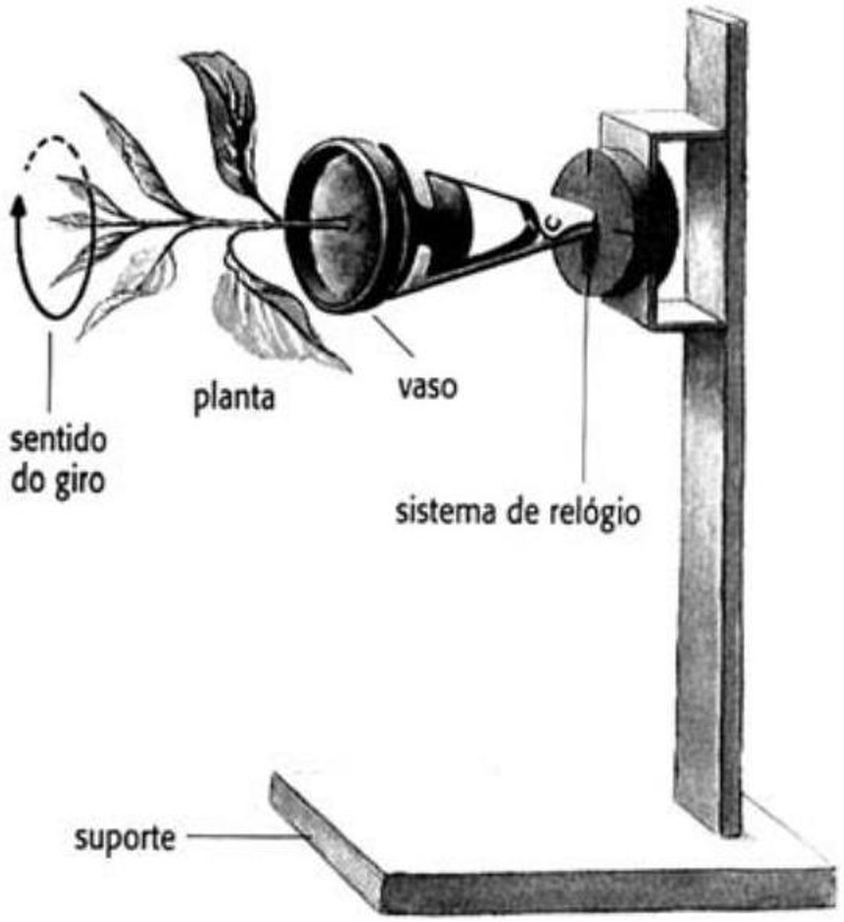 Questão 72 - ENEM 2010 - Botânica