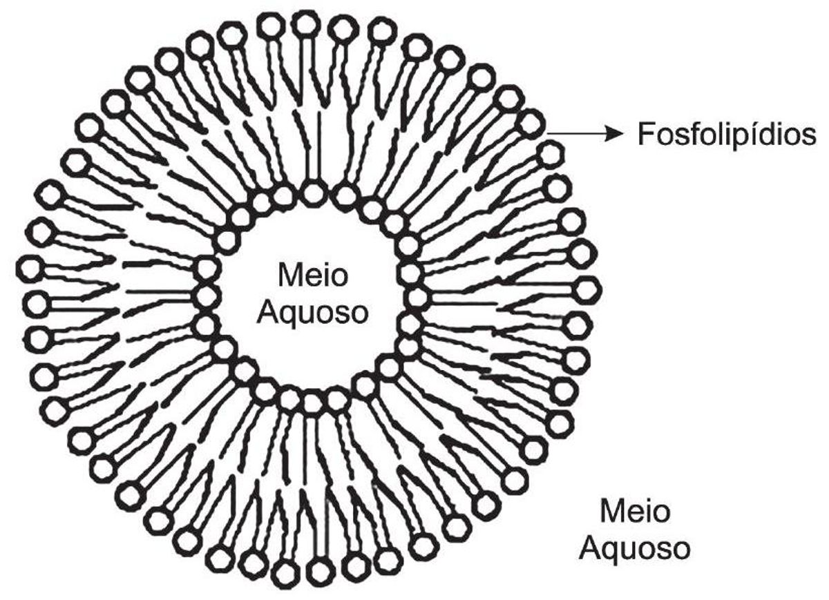 Questão 89 - ENEM 2012 - Bioquímica e metabolismo de controle