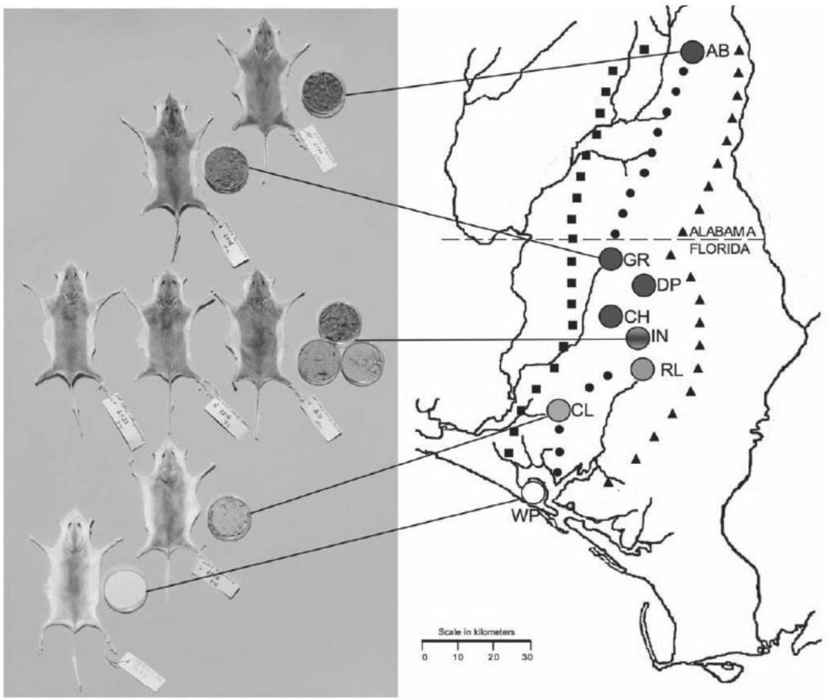 Questão 33 - ENEM 2009 - Evolucionismo