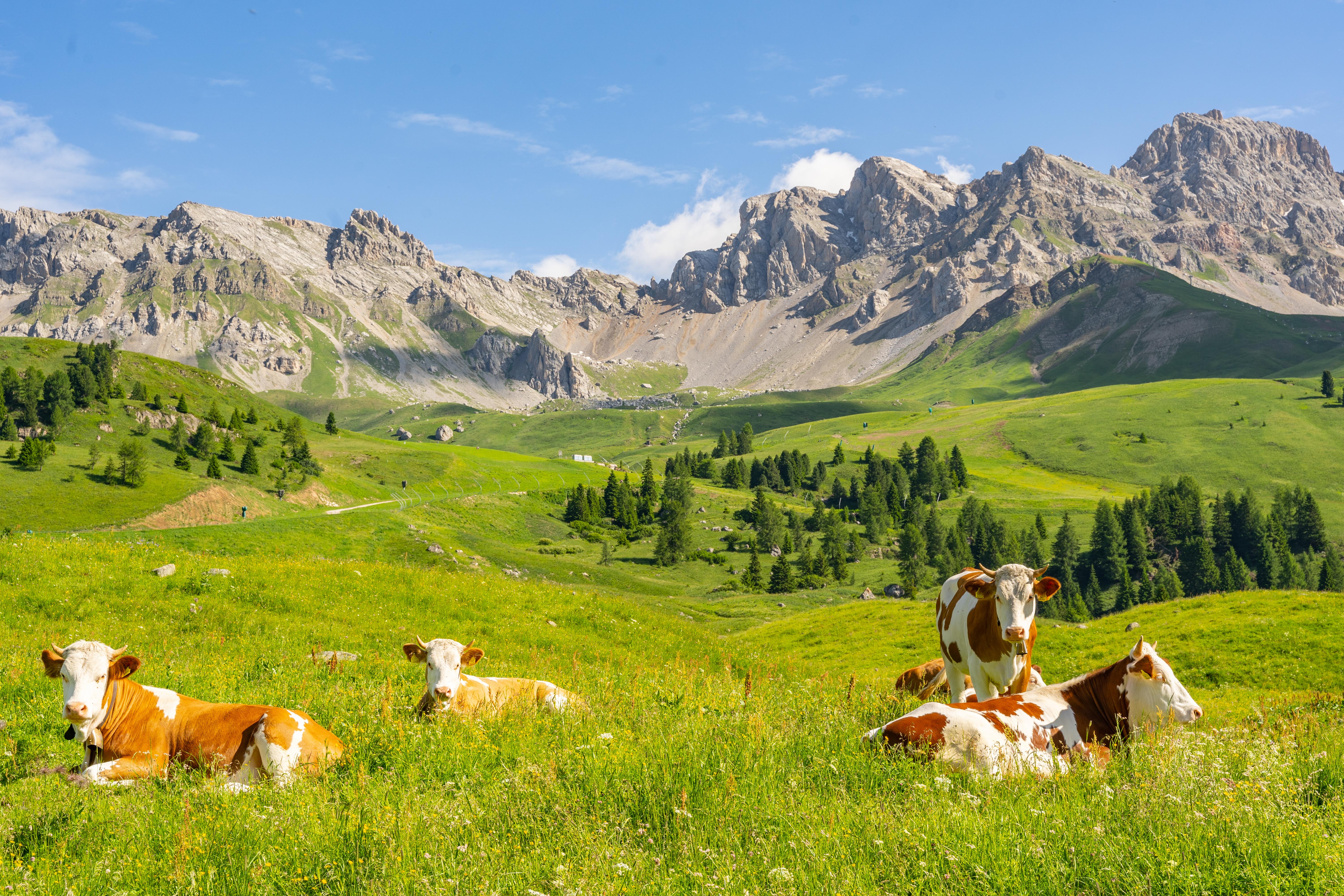 Kor som ligger och vilar i hagen på Alperna. 