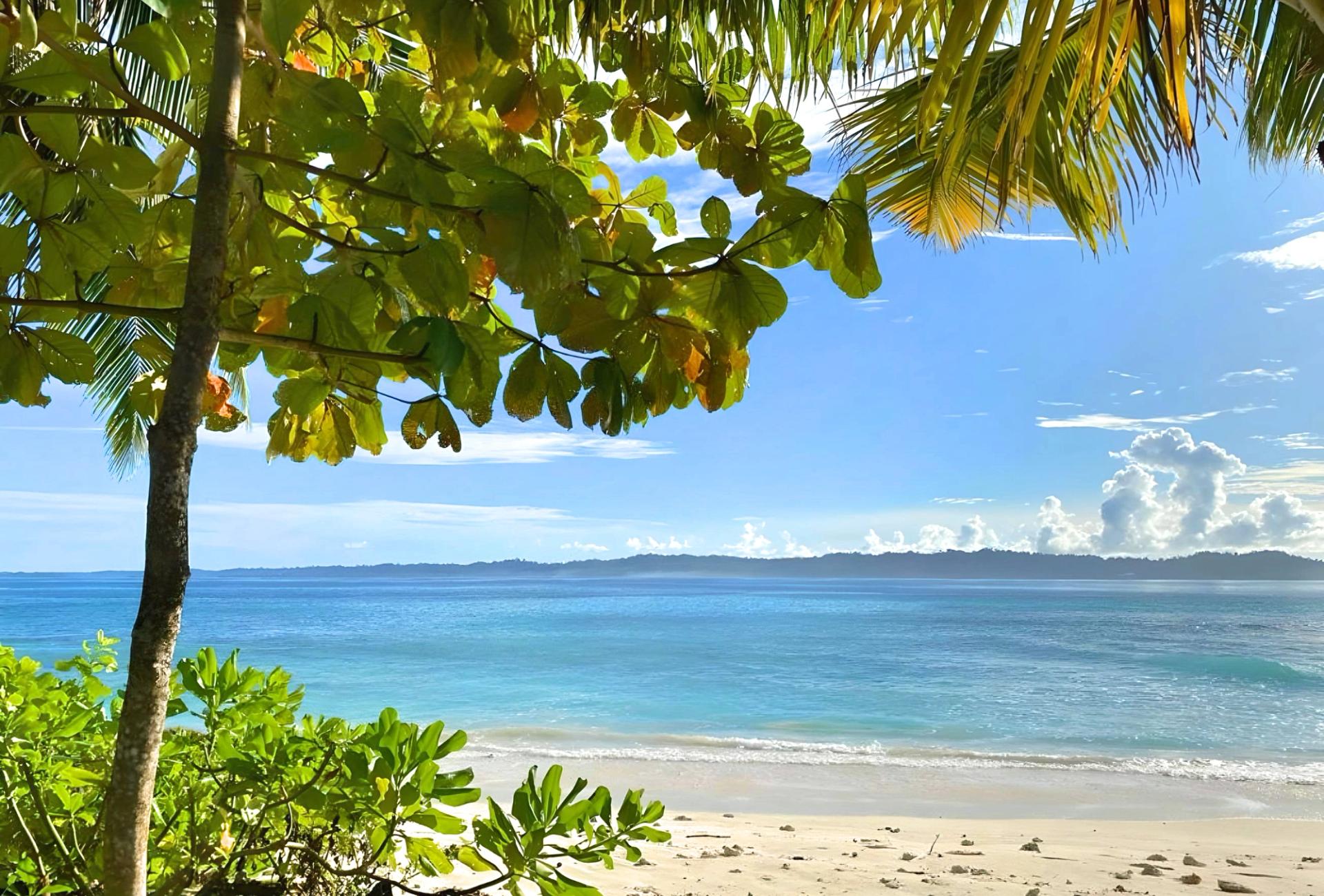View of beach and ocean from behind a tree