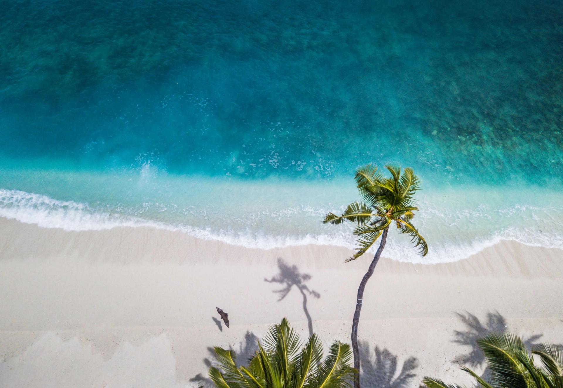 View of beach and ocean from behind a tree