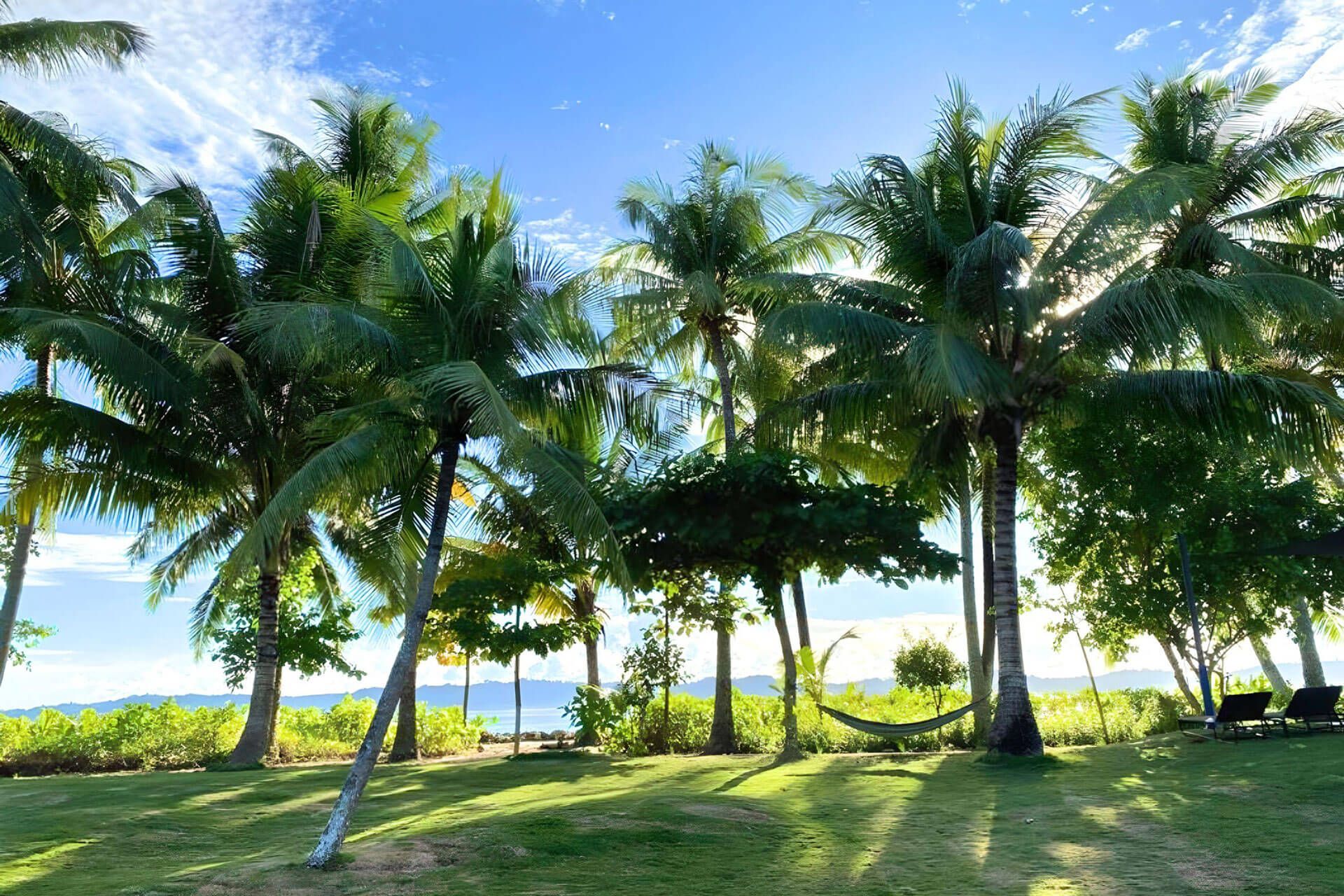 Palm trees on the beach