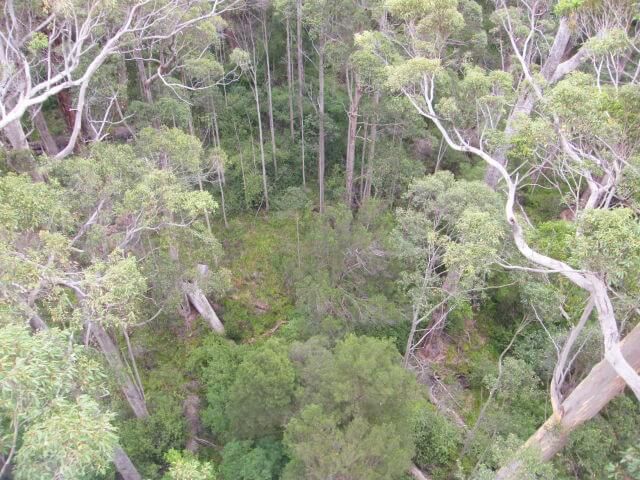 looking down a tree