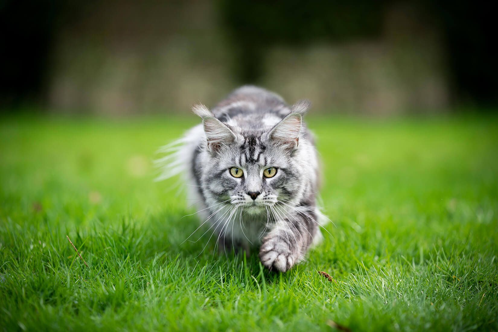 hunting cat