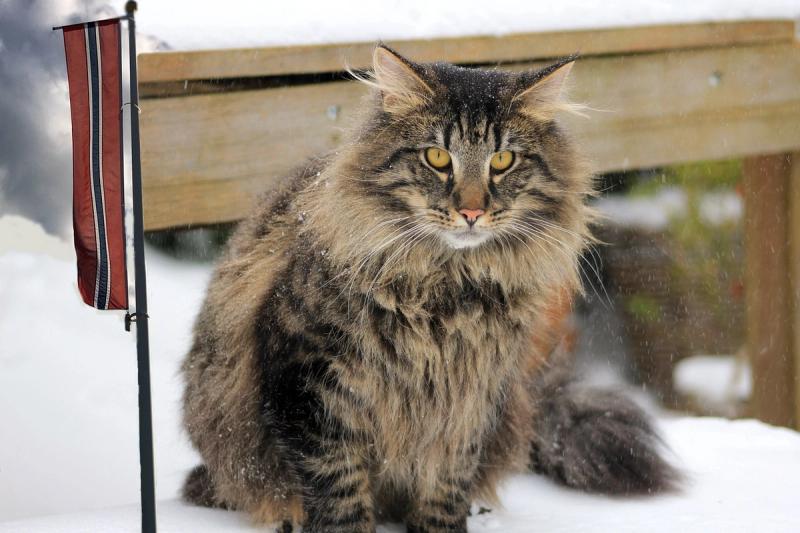 This Norwegian Forest Cat and a Norway Flag.