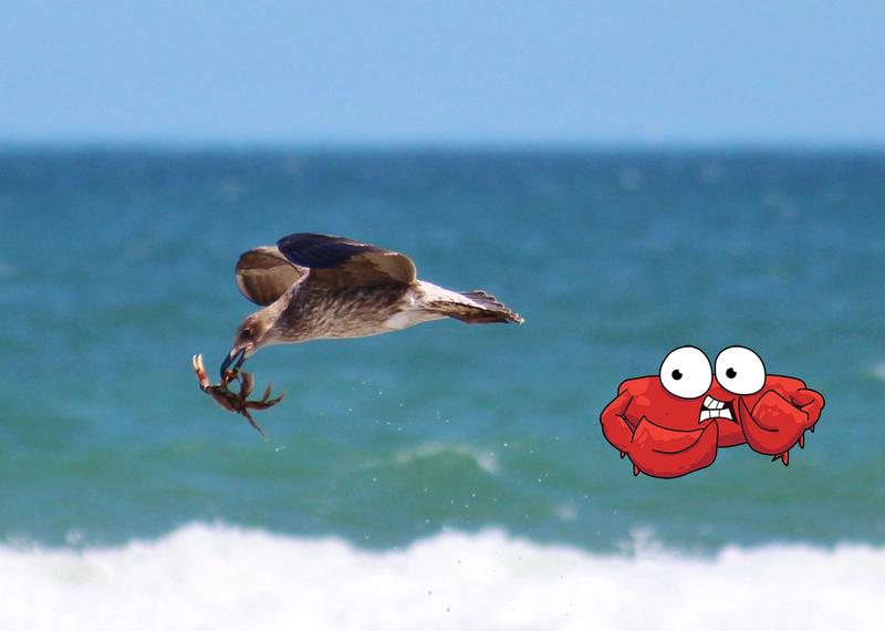 Նորվեգական ծովում ծովային որորը ծովախեցգետին է տանում