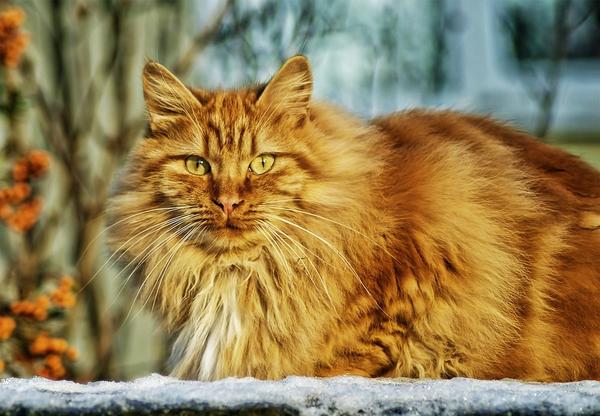 Լուսանկարում նորվեգական անտառային կատուն ուշադիր նայում է լուսանկարչին