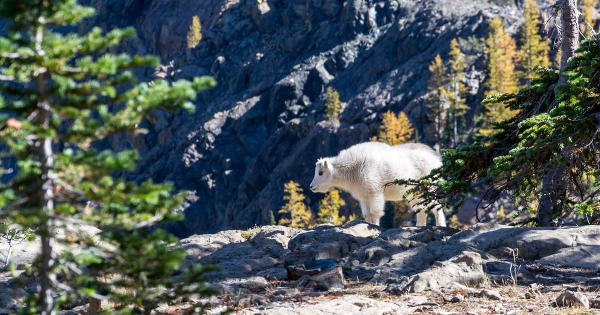 ONDS Stock Soars 6%: Why 2026 Outlook Has Traders Bullish