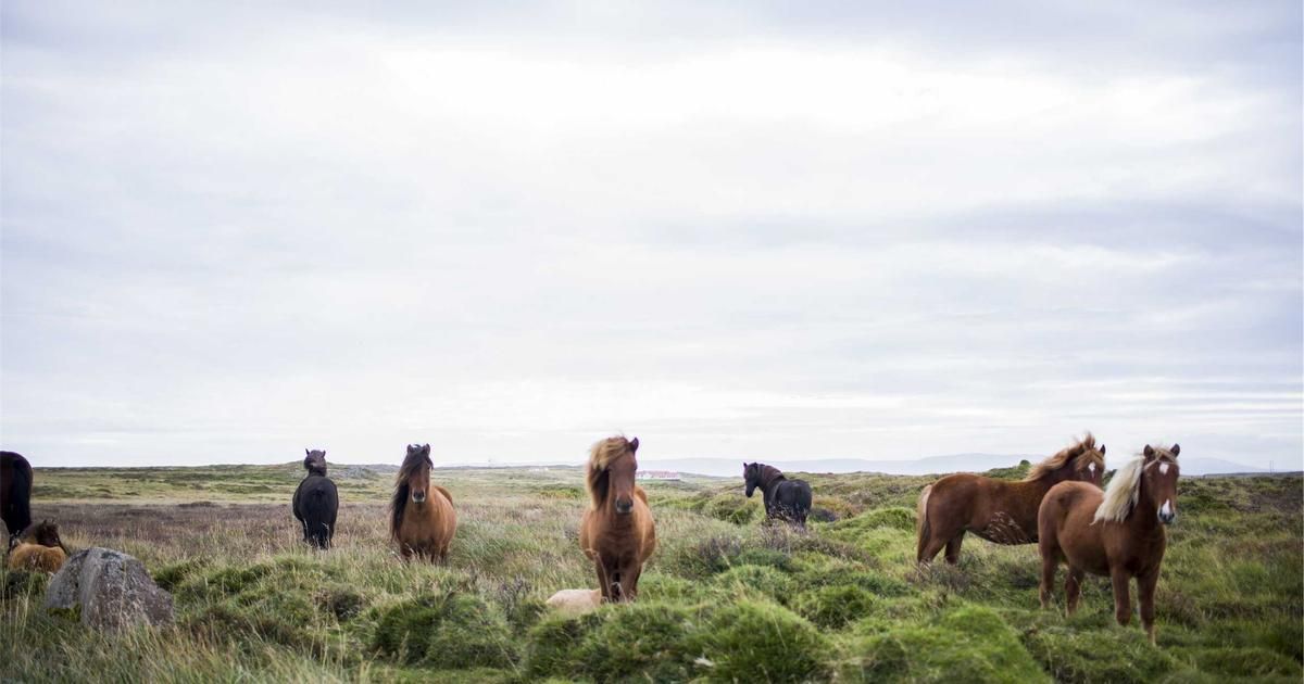 Realty Income's Q4 Earnings: A Bellwether for REITs and Dividend Investors