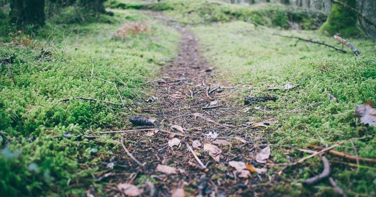 Trump Media's DJT Token: What Shareholders & Traders Need to Know (2024)