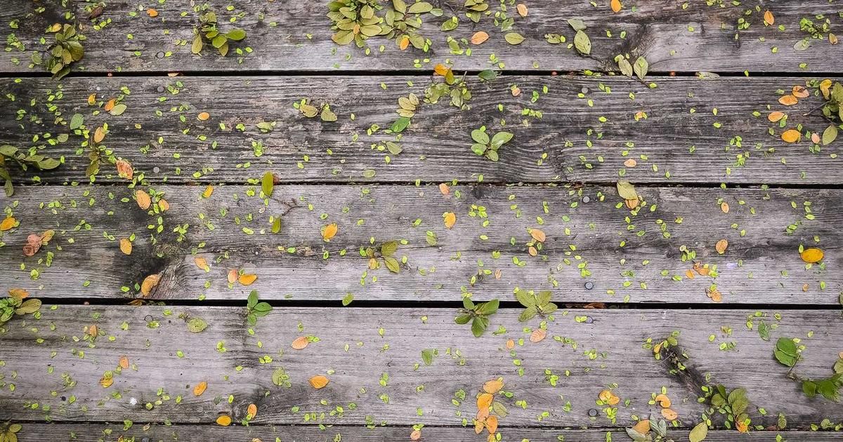 Metaplanet's Yen Advantage Over US Bitcoin Treasuries in 2024