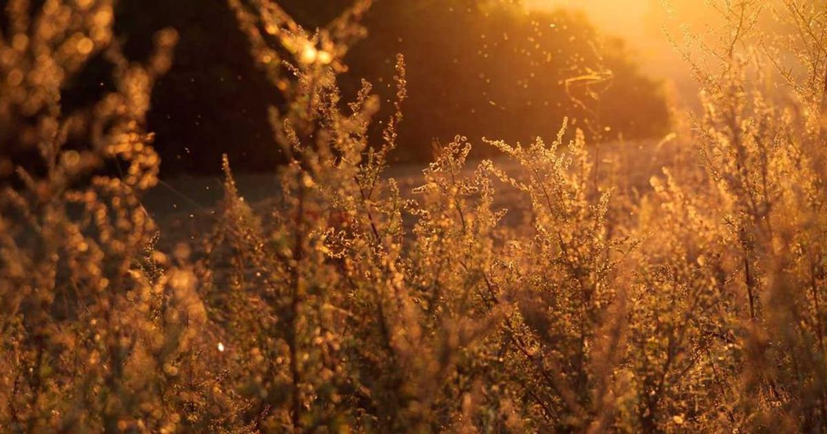 Bitcoin vs Gold & Silver: Ultimate Safe Haven Showdown 2024