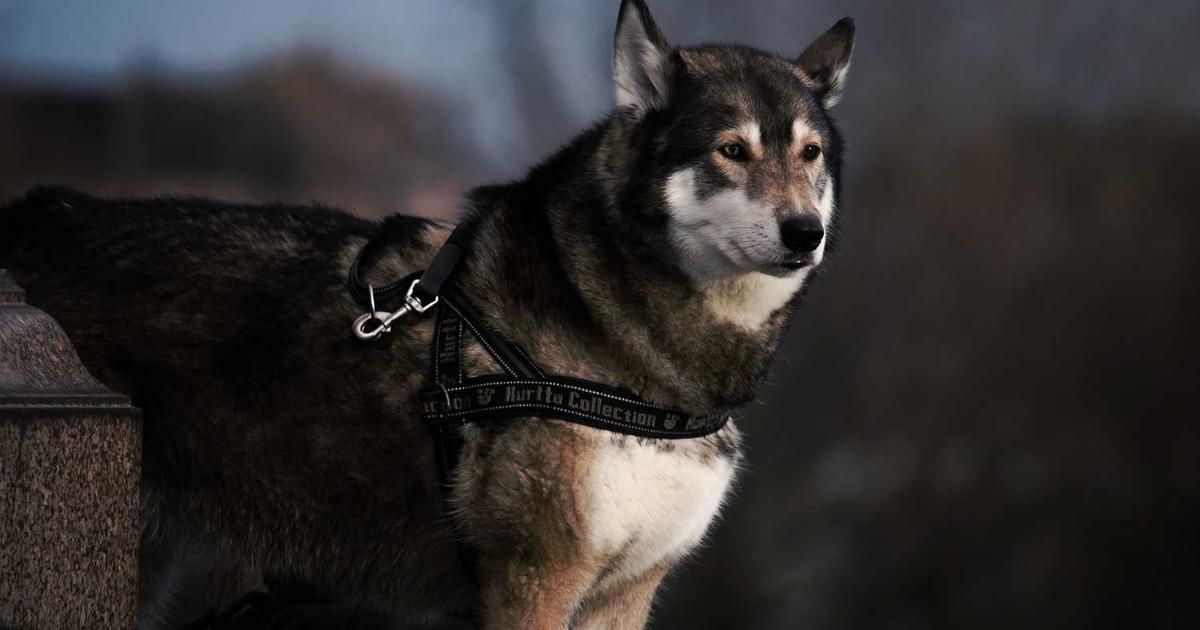 Maduro Capture Rumors: Geopolitical Risk & Oil Market Impact 2024